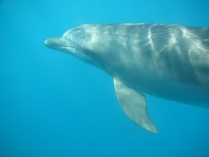 delfínek